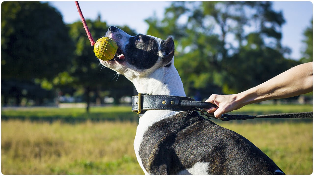 Training Collars for Pitbulls